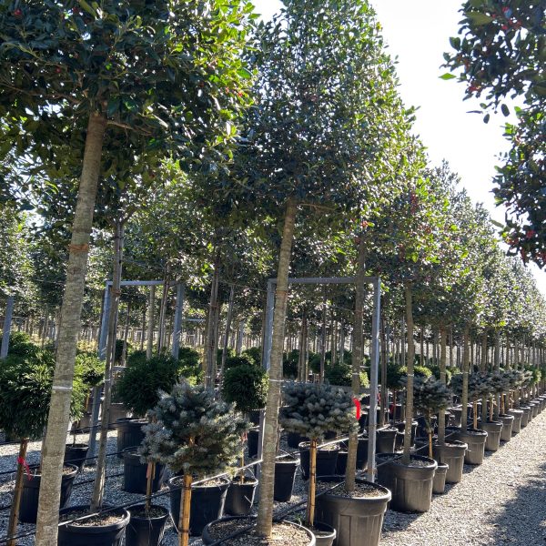 Ilex × NELLIE ''R. STEVENS'