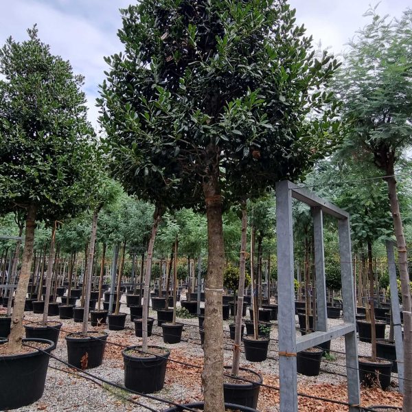 Ilex × NELLIE ''R. STEVENS'