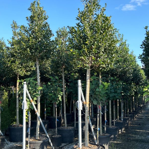 Ilex × NELLIE ''R. STEVENS'
