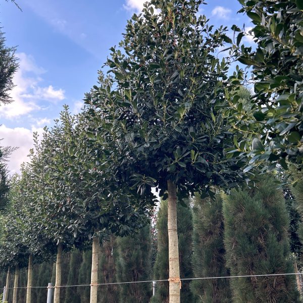 Ilex × NELLIE ''R. STEVENS'