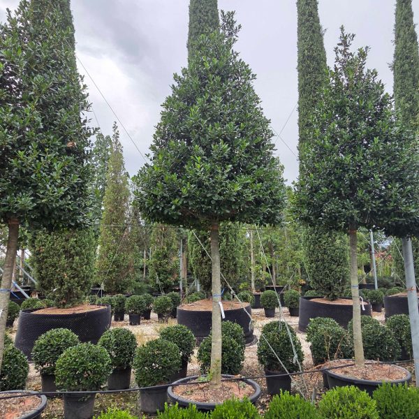 Ilex × NELLIE ''R. STEVENS'