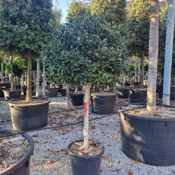 Ilex × NELLIE ''R. STEVENS'