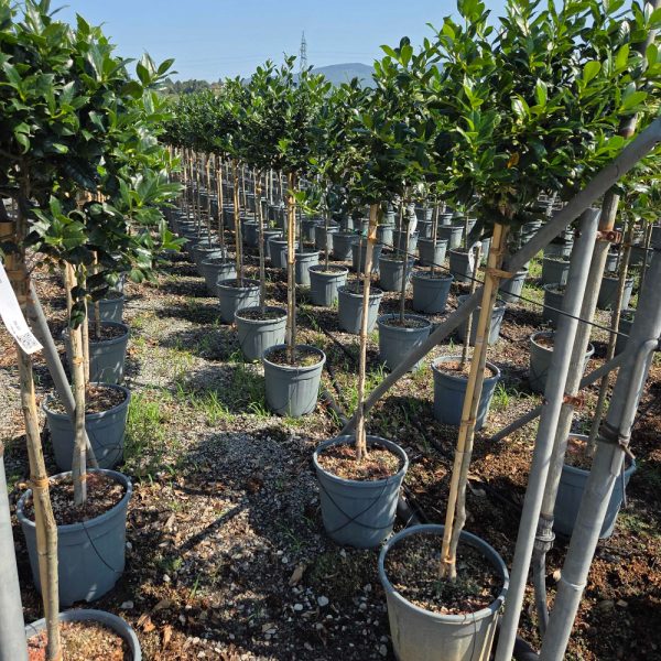 Ilex × NELLIE ''R. STEVENS'