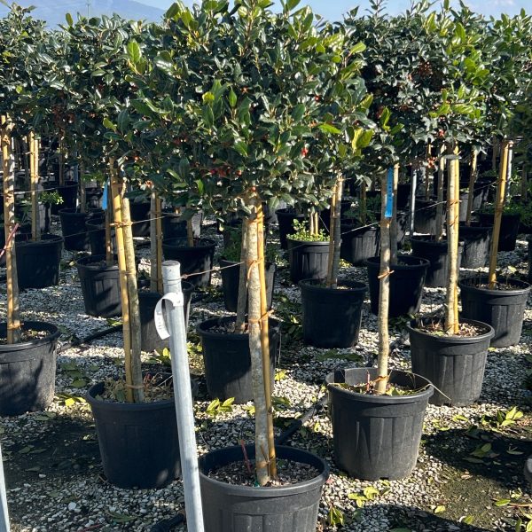 Ilex × NELLIE ''R. STEVENS'