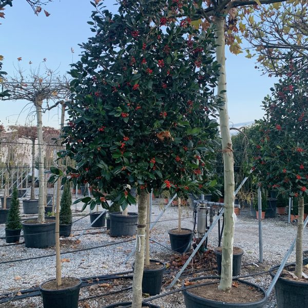 Ilex × NELLIE ''R. STEVENS'