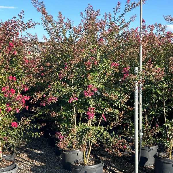 Lagerstroemia × TONTO