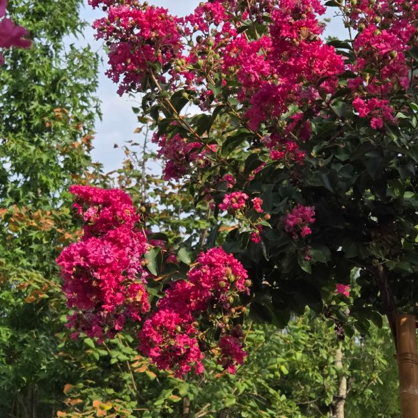 Lagerstroemia × TONTO