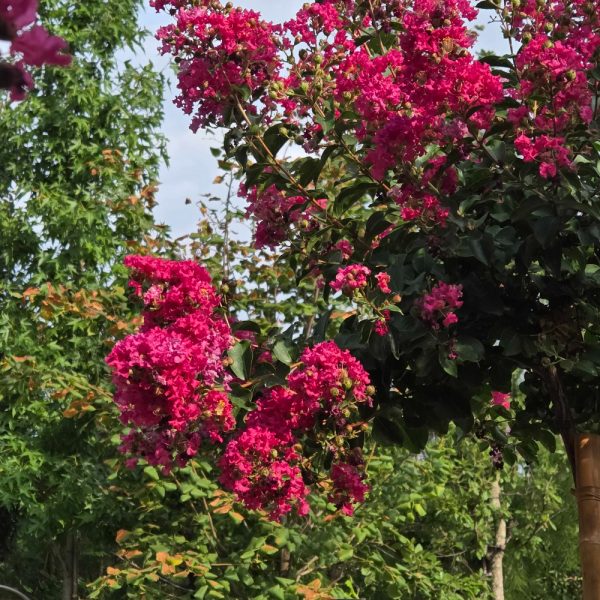 Lagerstroemia × TONTO