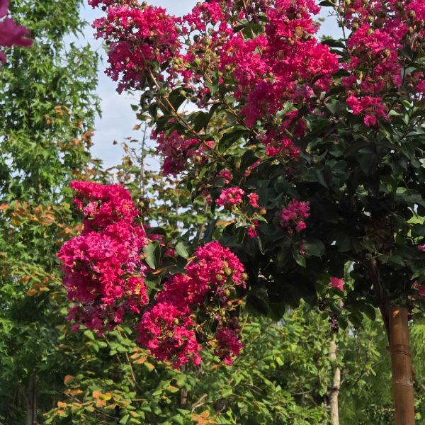 Lagerstroemia × TONTO