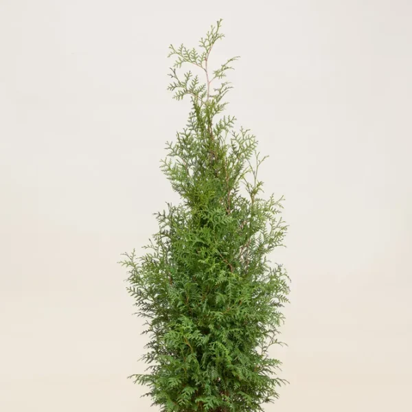 Thuja occidentalis 'Brabant' (Ameriški klek – -)