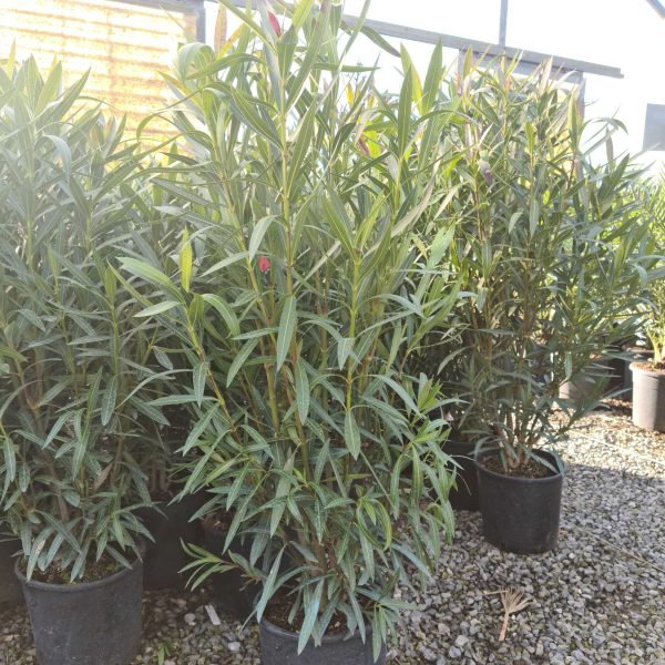 Nerium oleander 'ROSA SEMPLICE'