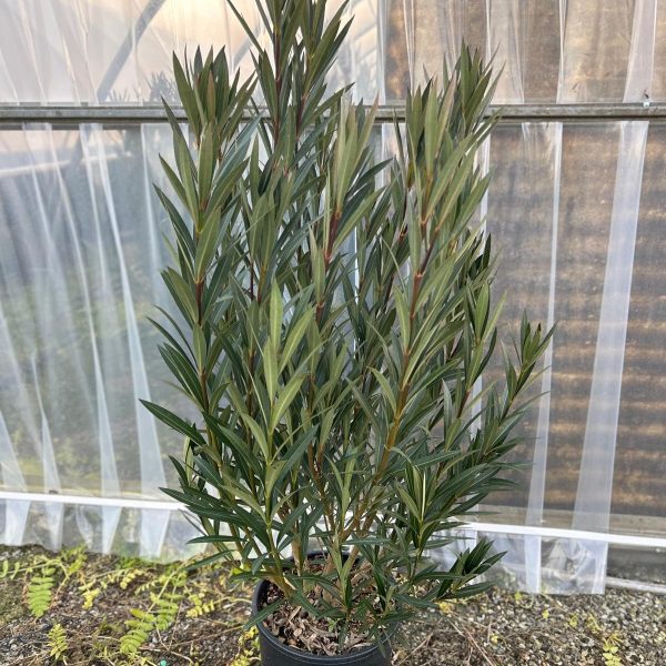 Nerium oleander 'ROSA SEMPLICE'