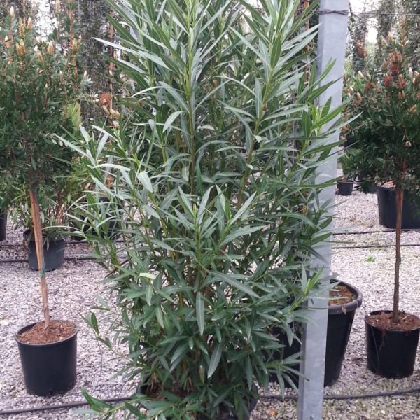 Nerium oleander 'ROSA SEMPLICE'