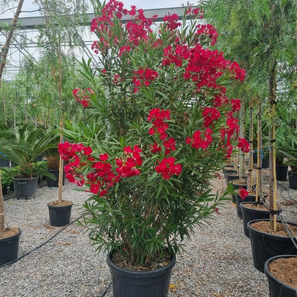 Nerium oleander 'ROSA SEMPLICE'