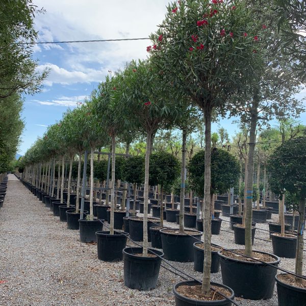 Nerium oleander 'ROSA SEMPLICE'