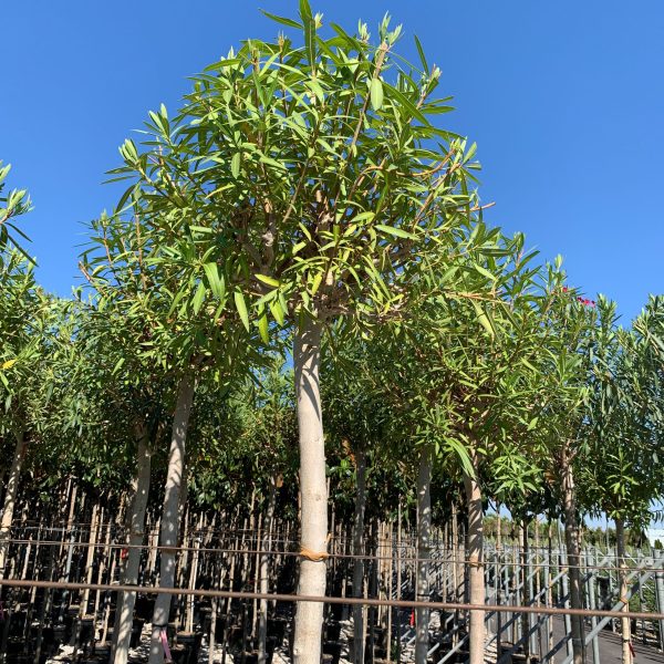 Nerium oleander 'ROSA SEMPLICE'