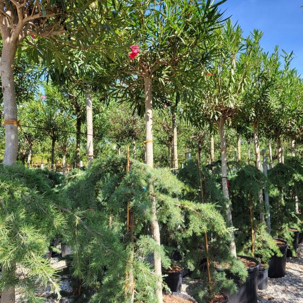 Nerium oleander 'ROSA SEMPLICE'