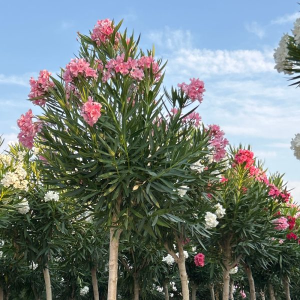 Nerium oleander 'ROSA SEMPLICE'