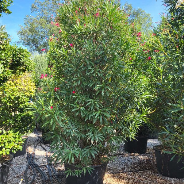 Nerium oleander 'ROSA SEMPLICE'