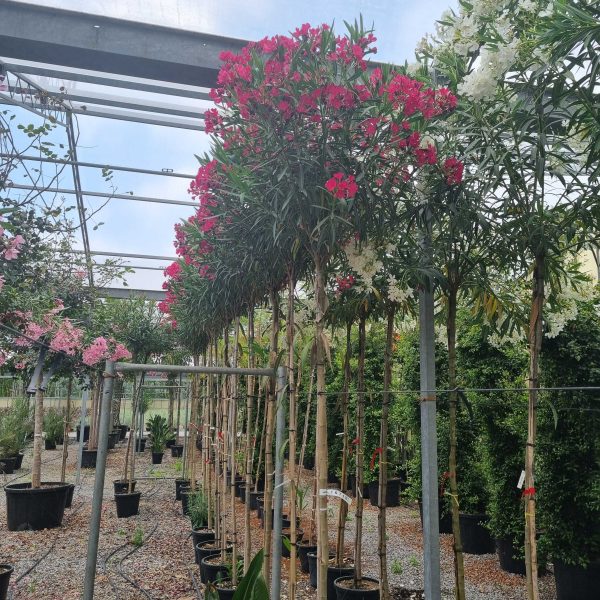 Nerium oleander 'ROSA SEMPLICE'