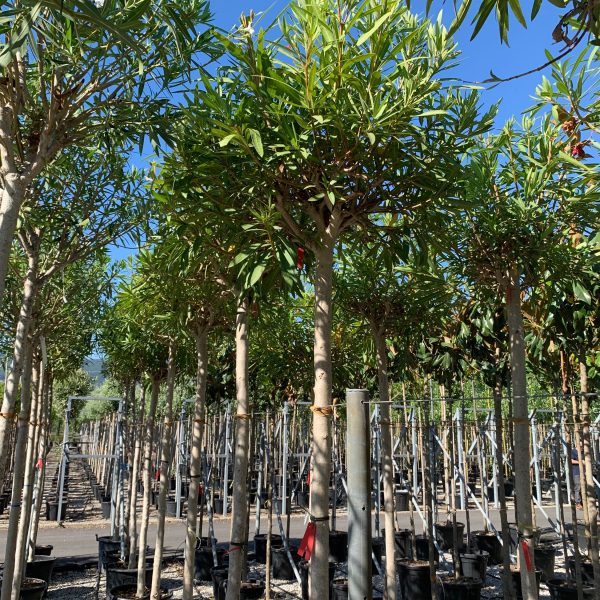 Nerium oleander 'ROSA SEMPLICE'