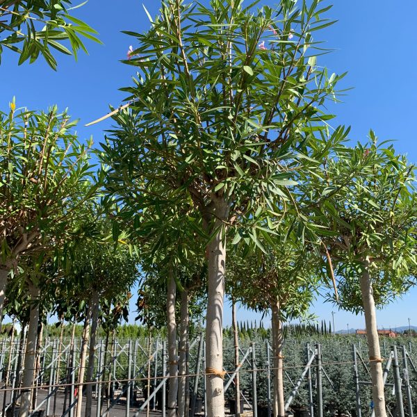 Nerium oleander 'ROSA SEMPLICE'