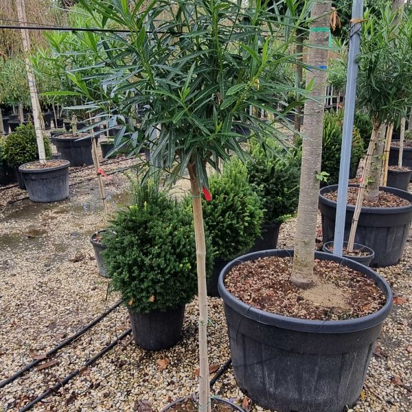 Nerium oleander 'ROSA SEMPLICE'