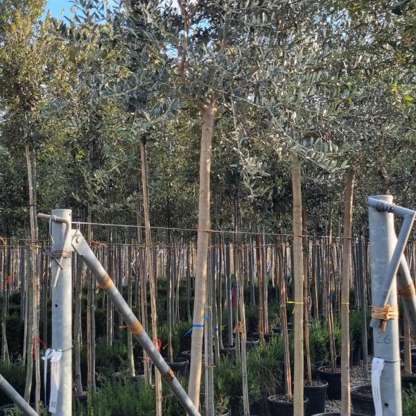 Olea europaea ‘Forma Toscana’ (Toskanska oljka)