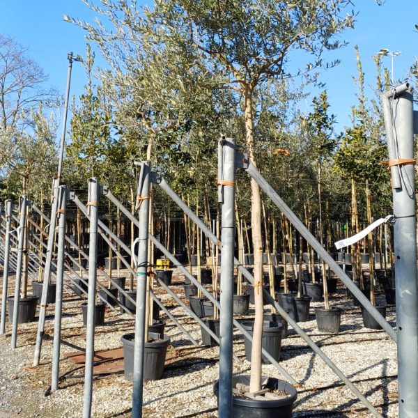 Olea europaea ‘Forma Toscana’ (Toskanska oljka)