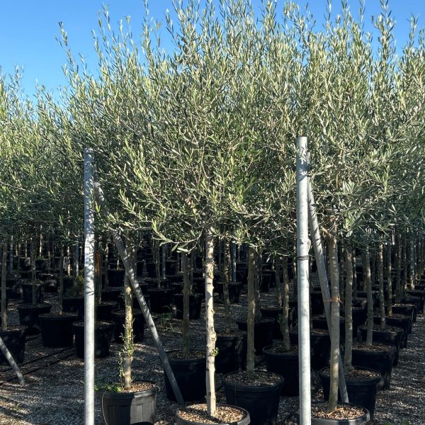 Olea europaea 'FORMA TOSCANA'