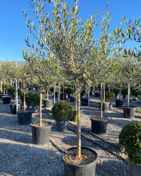Olea europaea 'FORMA TOSCANA'