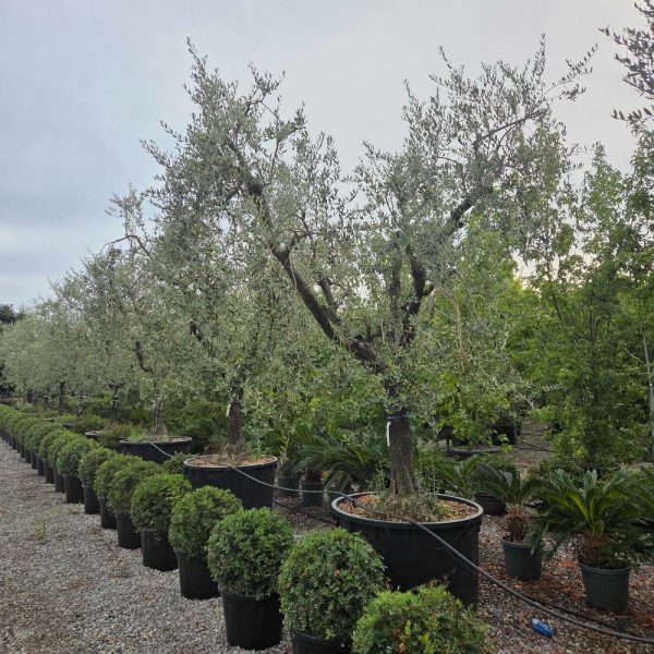 Olea europaea 'FORMA TOSCANA'