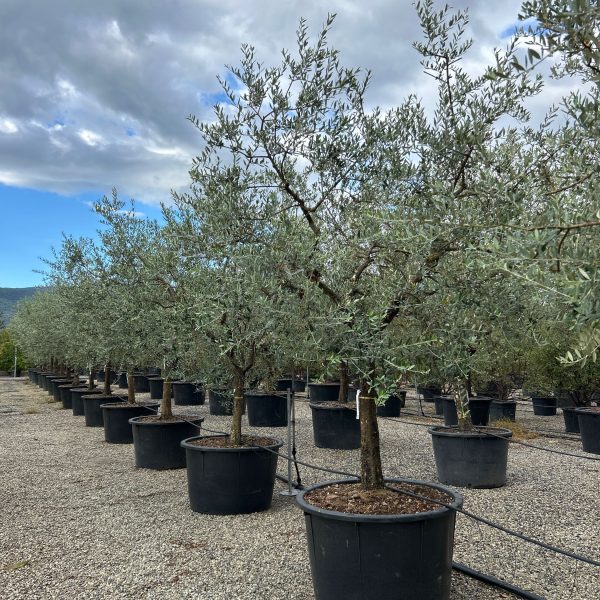 Olea europaea 'FORMA TOSCANA'