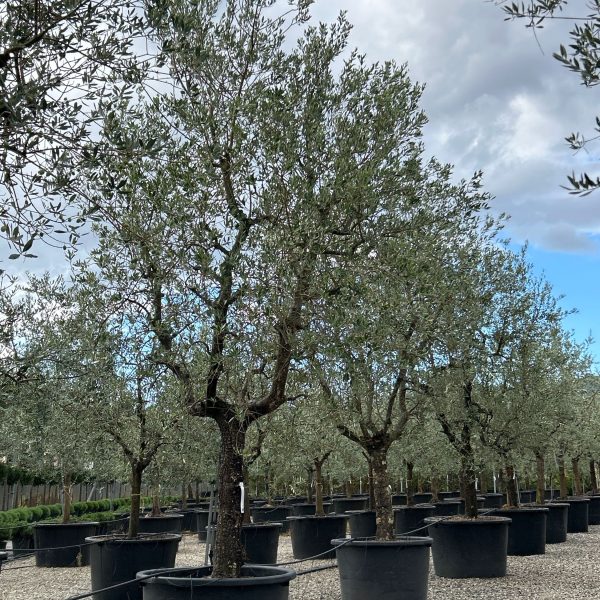 Olea europaea 'FORMA TOSCANA'