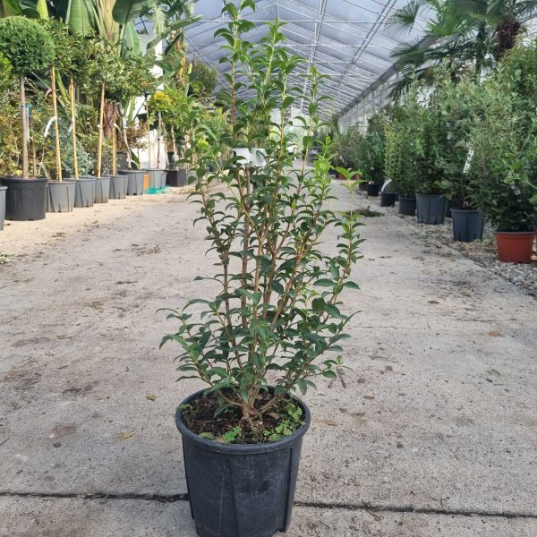 Osmanthus (Osmarea) Burkwoodi)