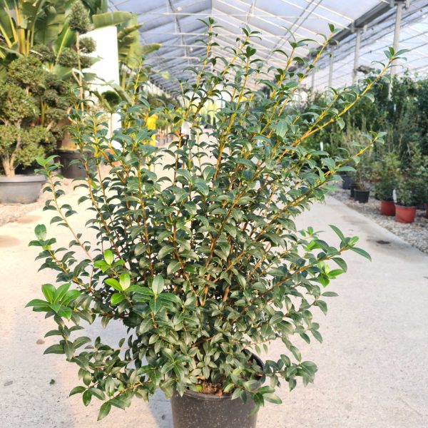 Osmarea burkwoodii OSBU-I-8051838167917