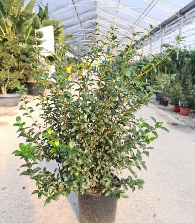 Osmarea burkwoodii OSBU-I-8051838167917