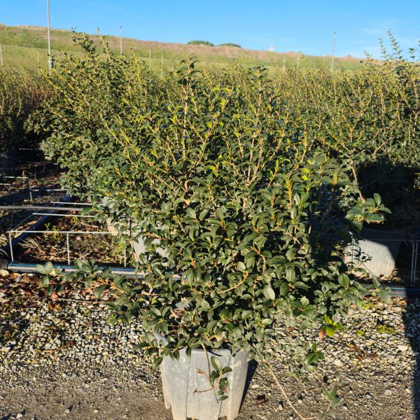Osmanthus (Osmarea) Burkwoodi)