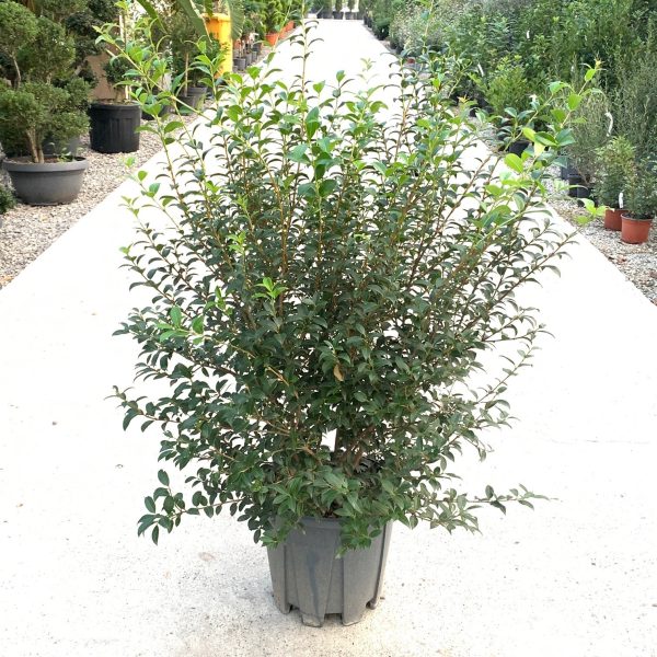 Osmanthus (Osmarea) Burkwoodi)