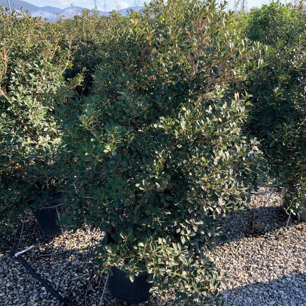 Osmanthus (Osmarea) Burkwoodi)