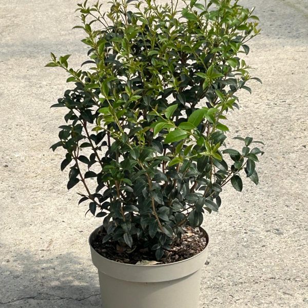 Osmanthus (Osmarea) Burkwoodi)