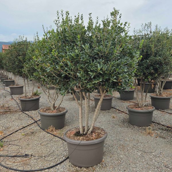 Osmanthus heterophyllus (Osmanthus – Večdebelno)