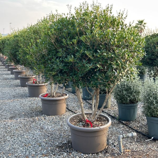 Osmanthus heterophyllus (Osmanthus – Večdebelno)