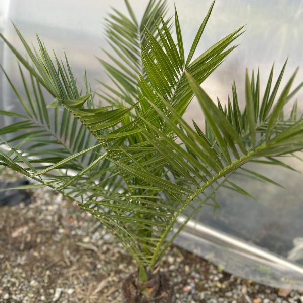 Phoenix canariensis (Kanarska palma)