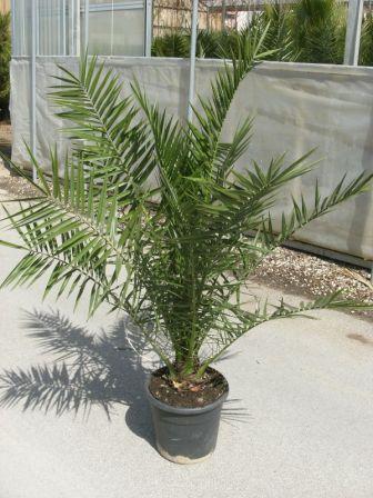 Phoenix canariensis (Kanarska palma)
