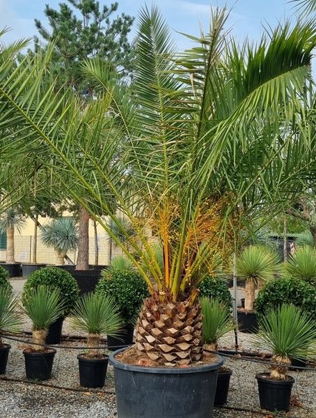 Phoenix canariensis (Kanarska palma)
