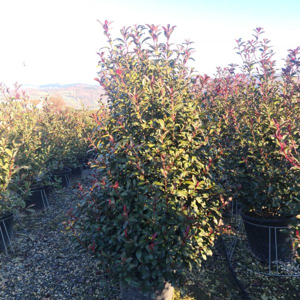 Photinia fr. 'Carre Rouge' (Fotinija)