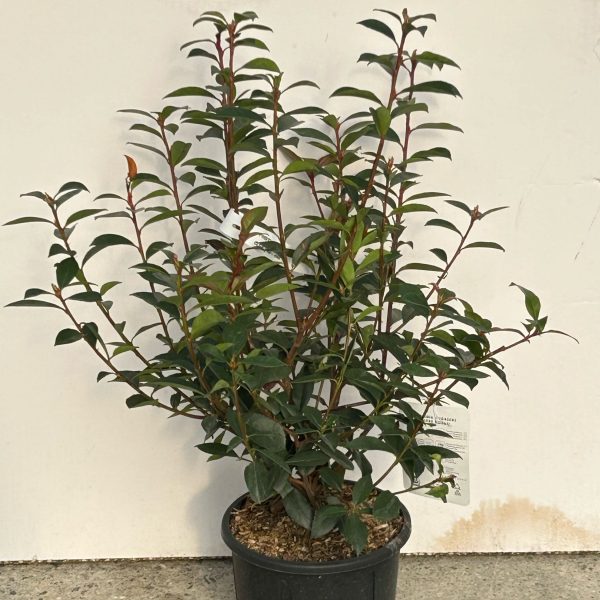 Photinia fr. 'Carre Rouge' (Fotinija)