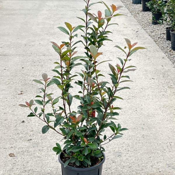 Photinia fr. 'Carre Rouge' (Fotinija)
