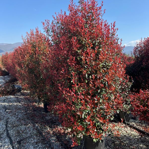 Photinia fr. 'Carre Rouge' (Fotinija)